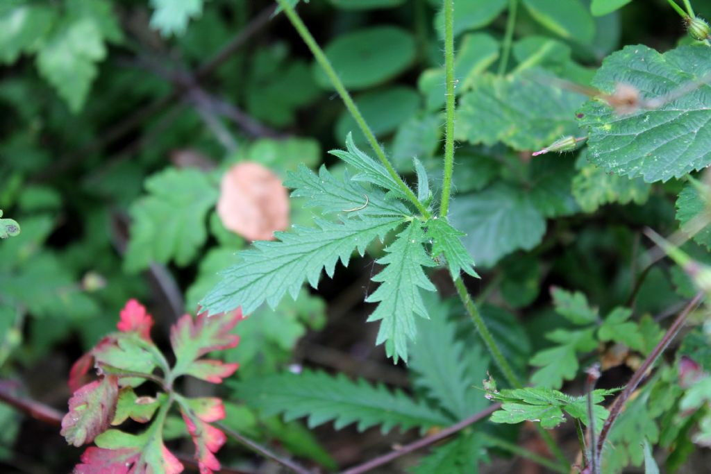 Potentilla recta